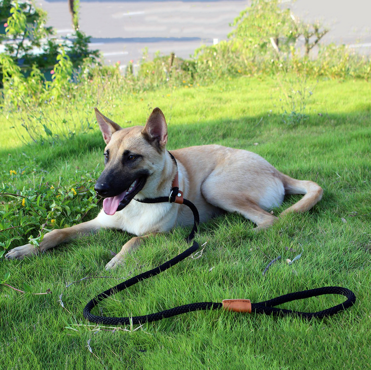Slip Solid Rope Dog Leash