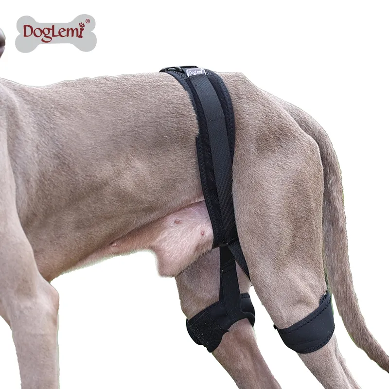 Dog Leg Braces For Hip Dysplasia00
