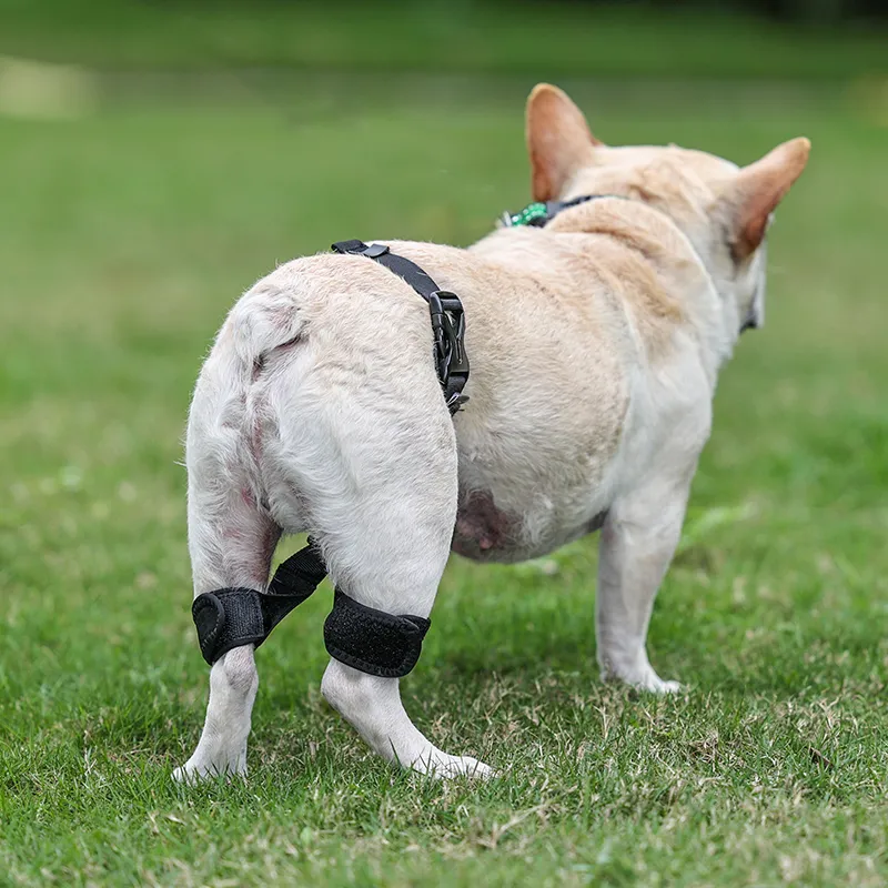 Dog Leg Braces For Hip Dysplasia07