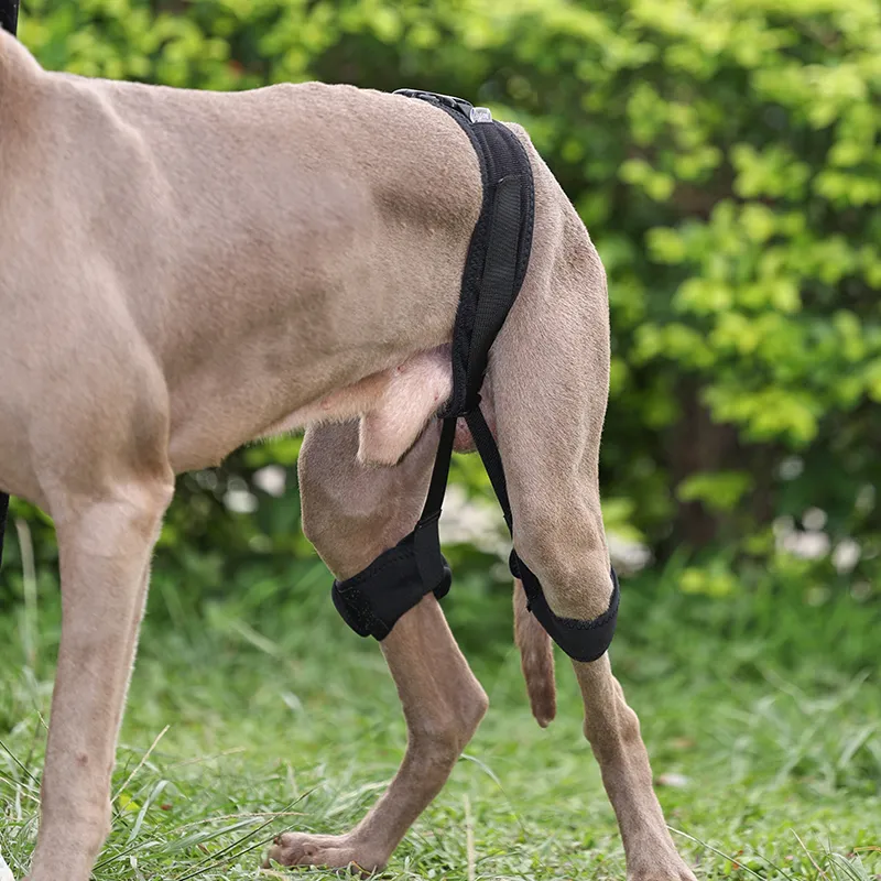 Dog Leg Braces For Hip Dysplasia06