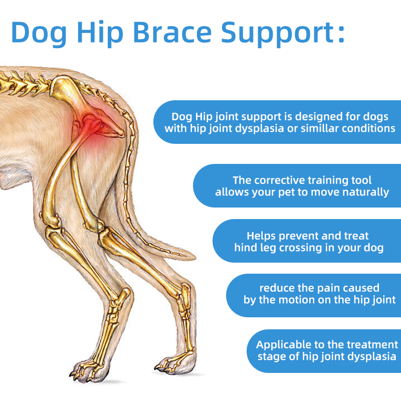 Leg braces for dogs with 2024 hip dysplasia