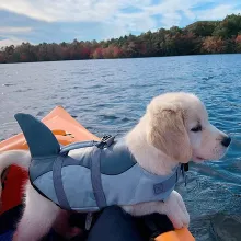 Dog Shark Life Jacket03