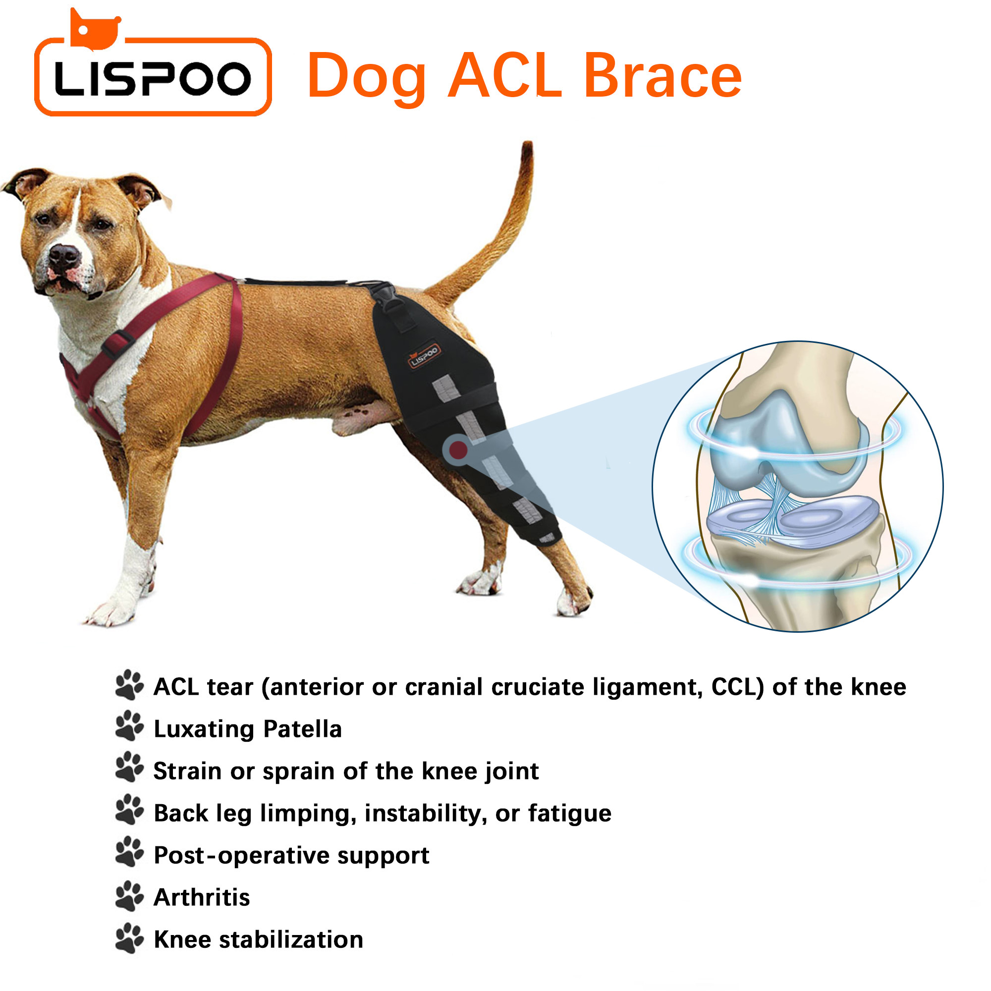 Lispoo Dog Leg Brace for Acl Injury - Crawlpaw