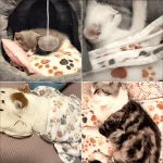 Classic Flannel Cat Dog Fleece Blanket