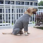 Anti Licking Dog Shirt