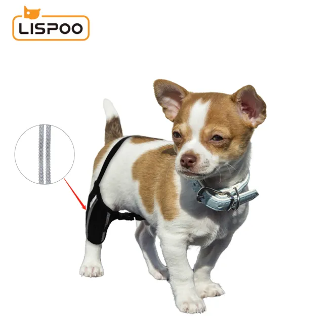Chihuahua leg brace sales