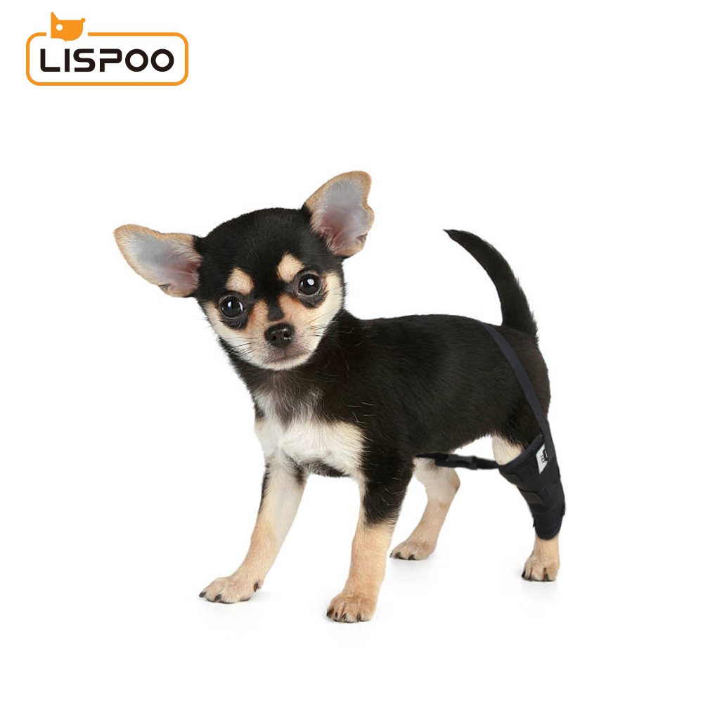 Chihuahua Luxating Patella Dog Brace Crawlpaw