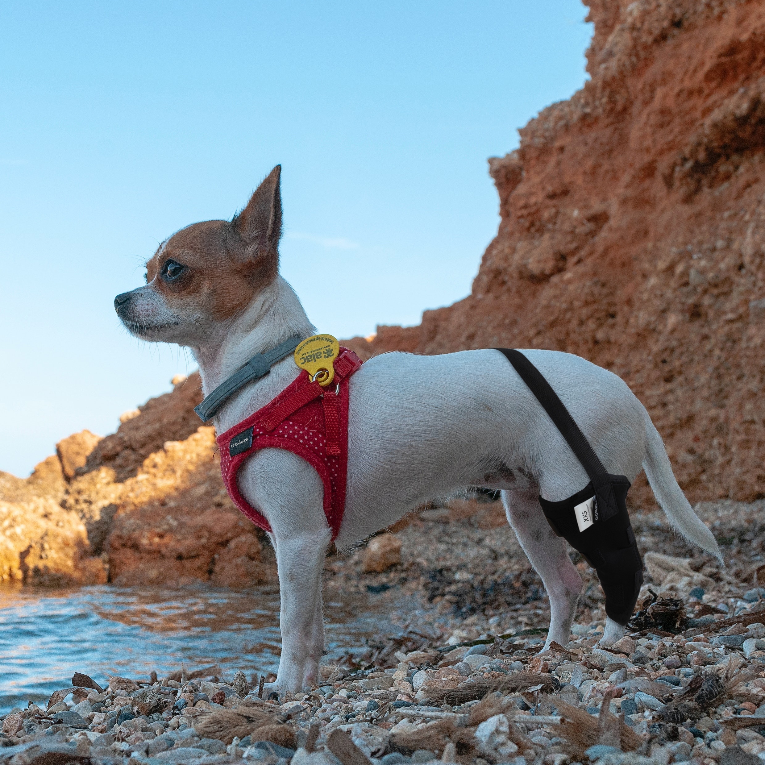 Luxating patella cat brace clearance