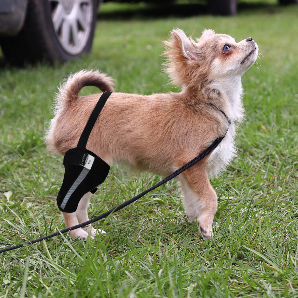 Leg brace shop for chihuahua