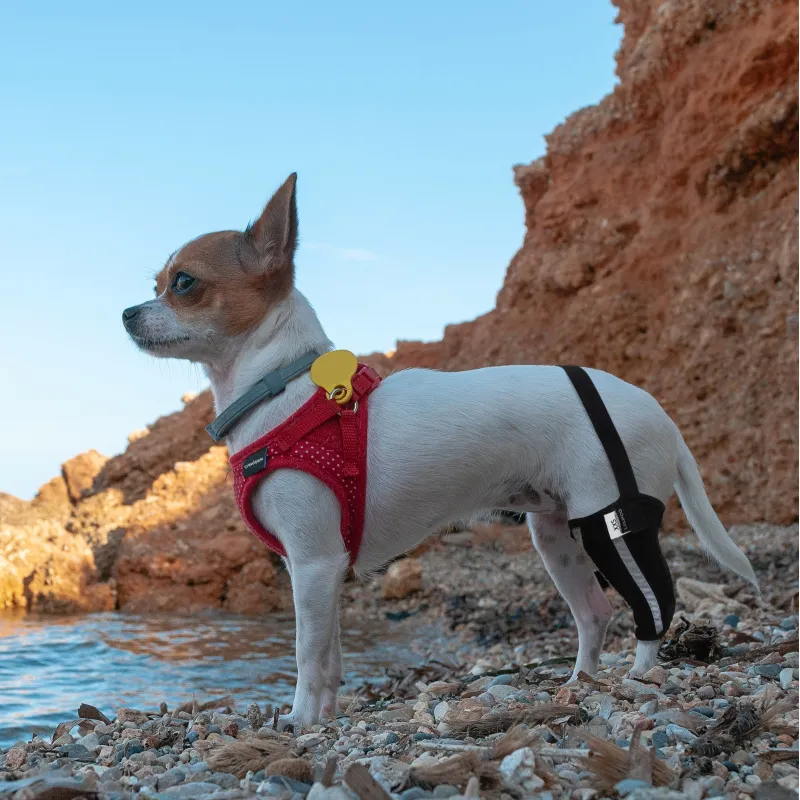 Chihuahua Leg Brace with Reflective Metal Support07