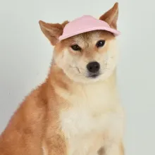 TAILUP Dog Baseball Cap06