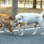 Latex dog teething toys