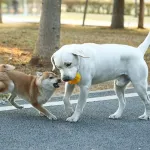 Latex dog teething toys
