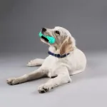 Dog Chew Toy Rubber Molar Stick