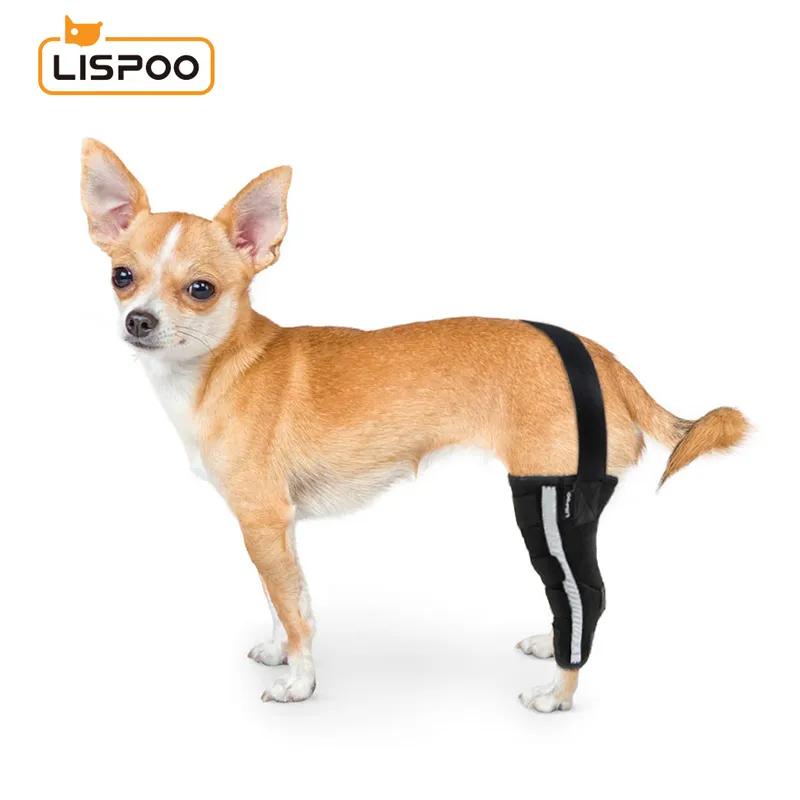 Chihuahua Leg Brace with Reflective Metal Support00