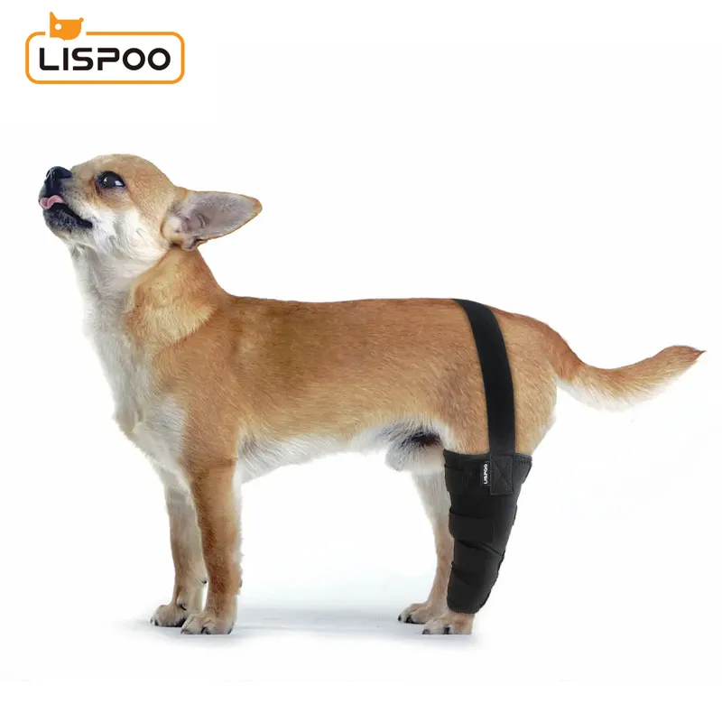 chihuahua-luxating-patella-dog-brace-crawlpaw