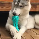 DOG Chew Toys Clean Training Dumbbells