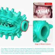 Dog Chew Toy Rubber Molar Cactus06