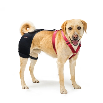 LISPOO Labrador Dog Hip Brace 01