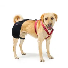 LISPOO Labrador Dog Hip Brace00