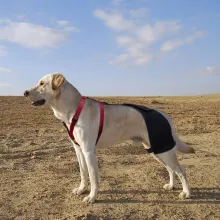 LISPOO Labrador Dog Hip Brace05