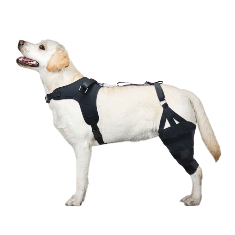 LISPOO Labrador Double Hind Leg Articulated Knee Brace for ACL Tears