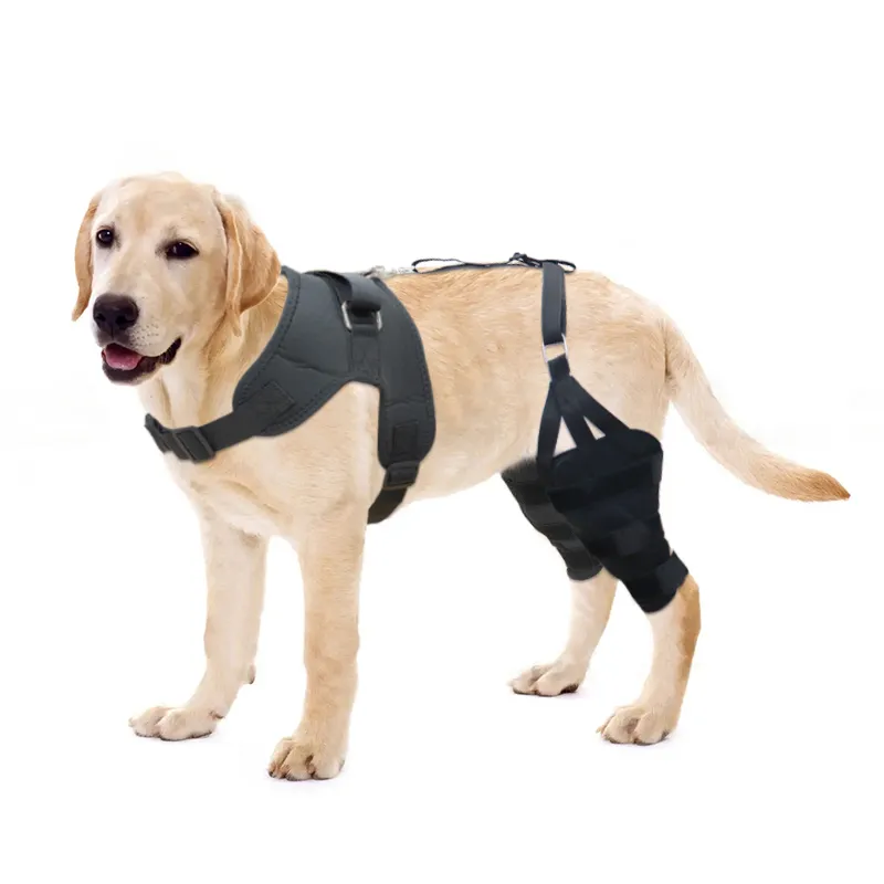 LISPOO Labrador Double Hind Leg Hinged Knee Braces For Torn ACL00