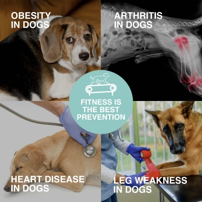 LISPOO Dog Slat Mill for Indoor & Outdoor 02