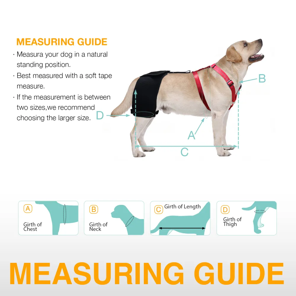 LISPOO Labrador Dog Hip Brace