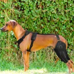 LISPOO Dog ACL Knee Braces