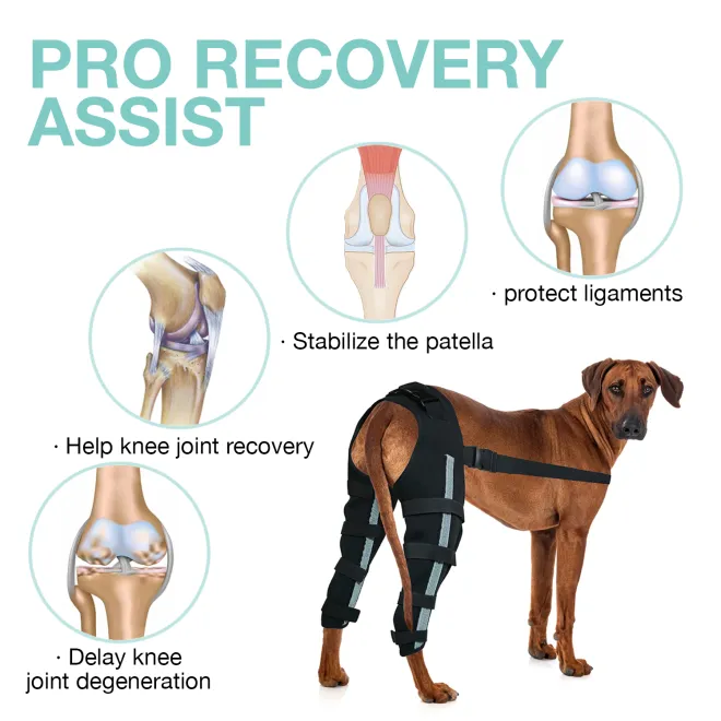 DOGLEMI Dog Rear Leg Brace for Fix Patella Dislocation - Crawlpaw