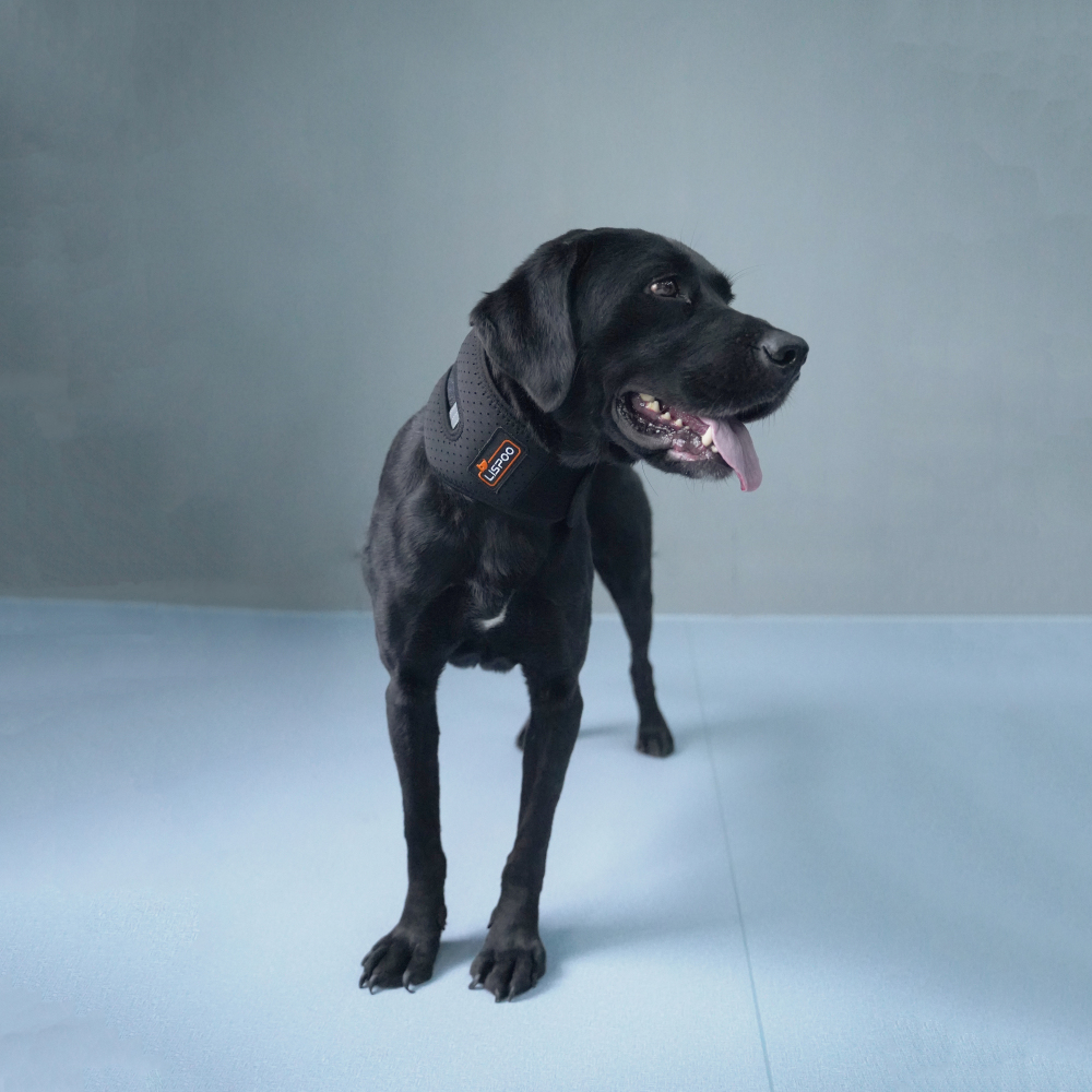 LISPOO Dog Neck Brace for Herniated Disc