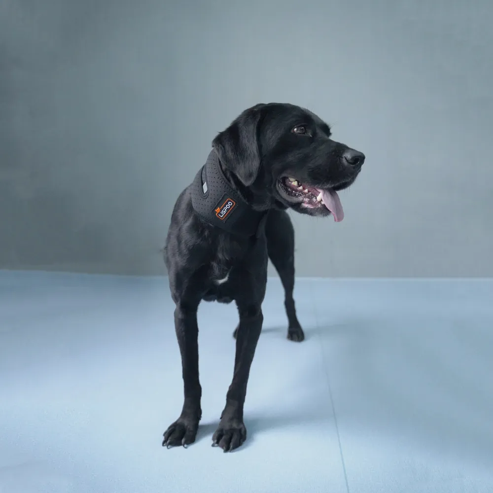 LISPOO Dog Neck Brace for Herniated Disc