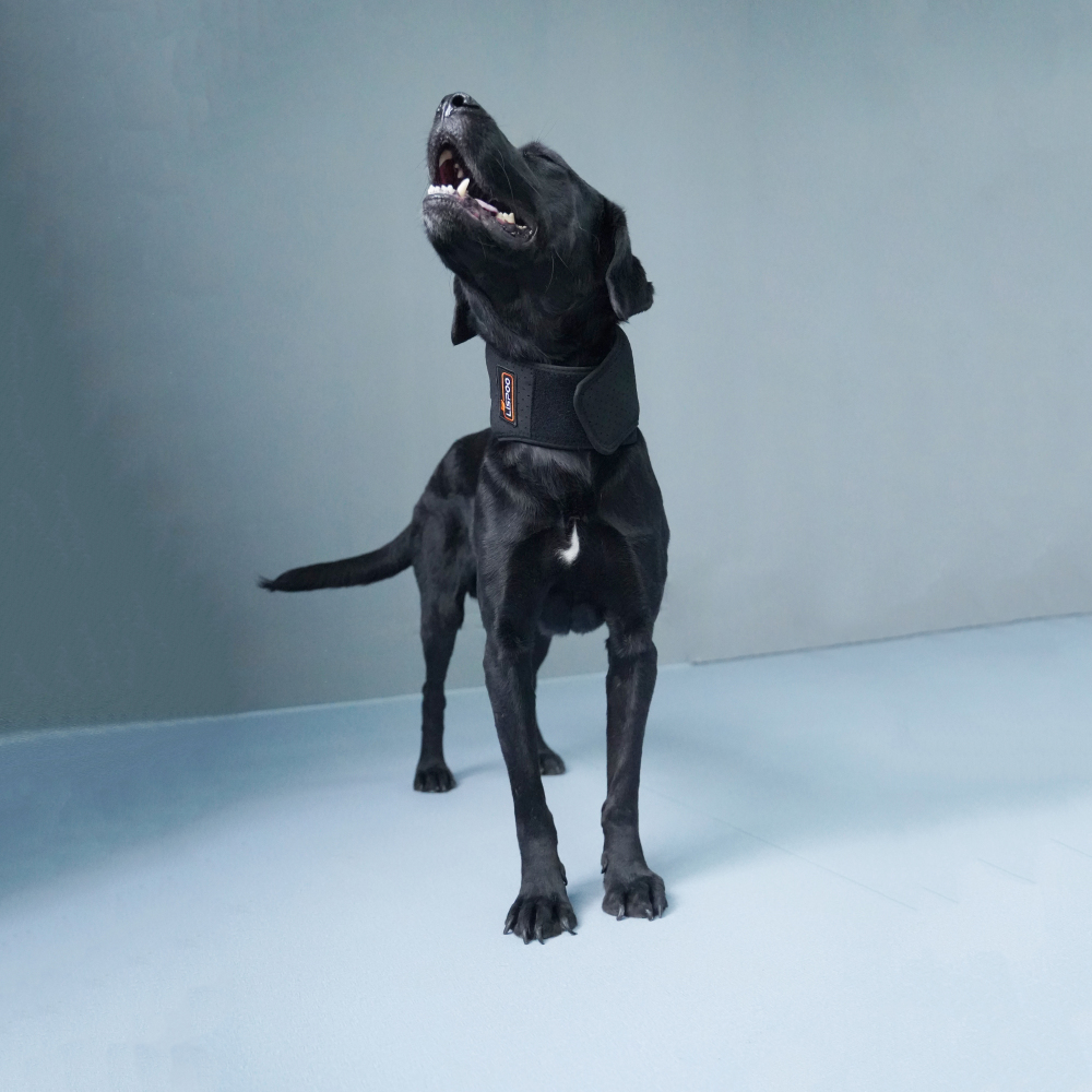 LISPOO Dog Neck Brace for Herniated Disc