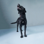 LISPOO Dog Neck Brace for Herniated Disc