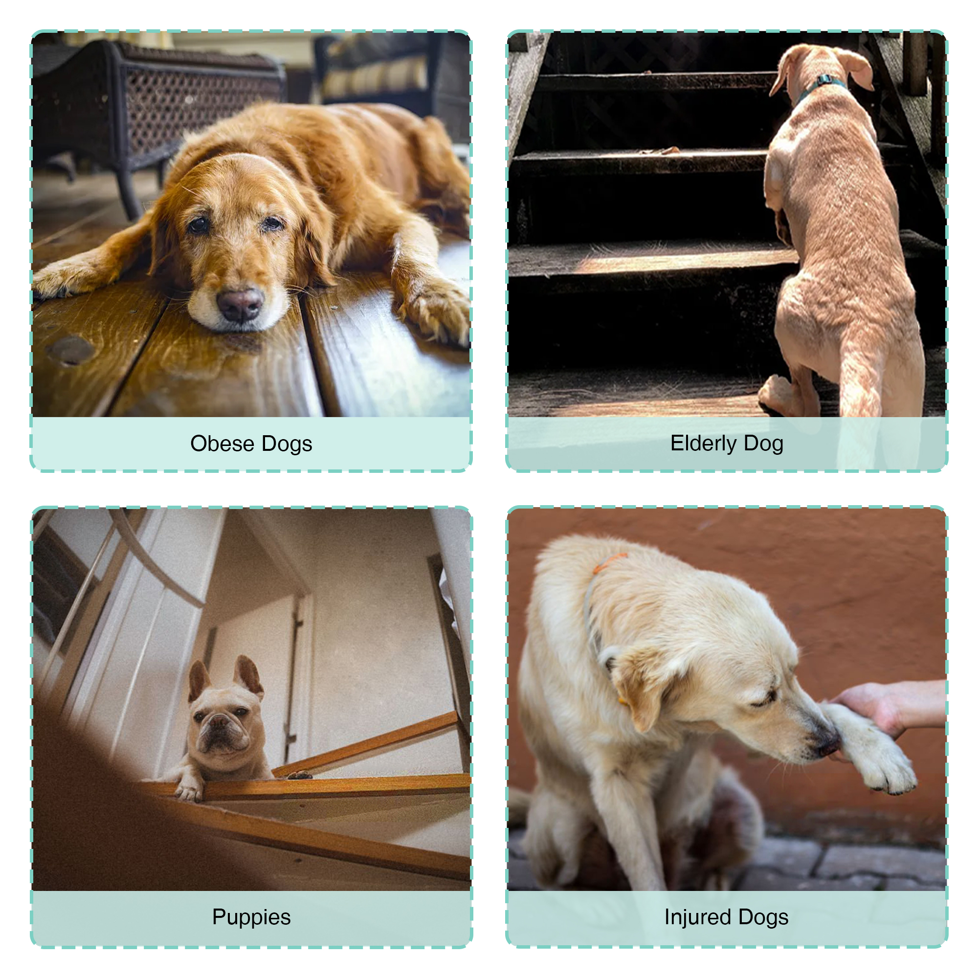 Dog Full Body Lifting Harness with Reflective Straps