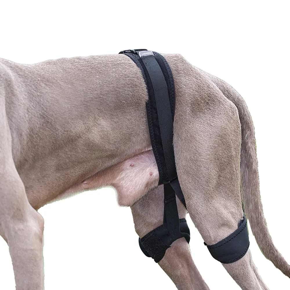 Dog Leg Braces For Hip Dysplasia