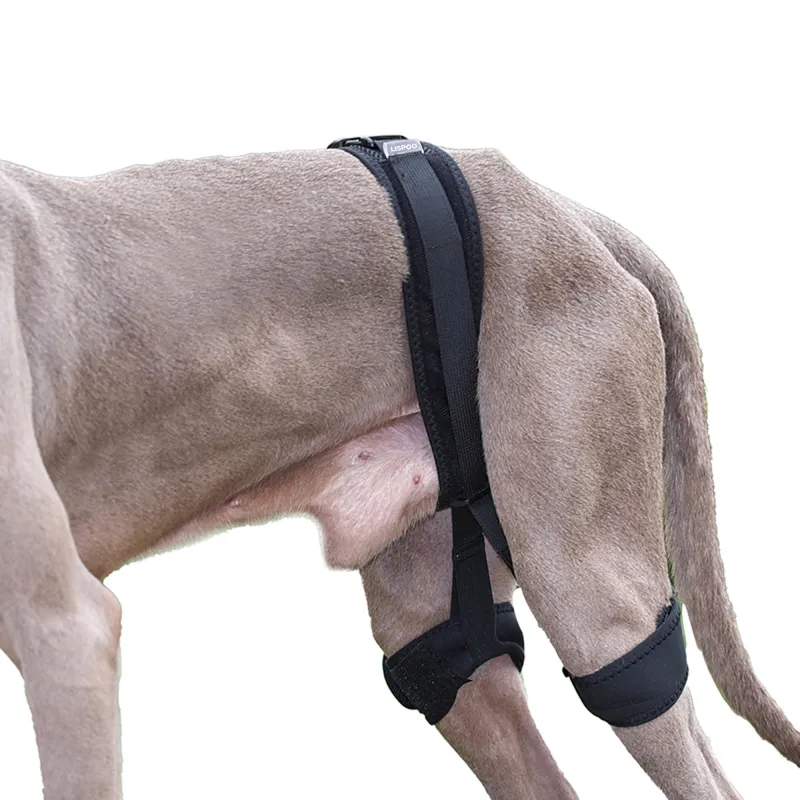 Dog Leg Braces For Hip Dysplasia