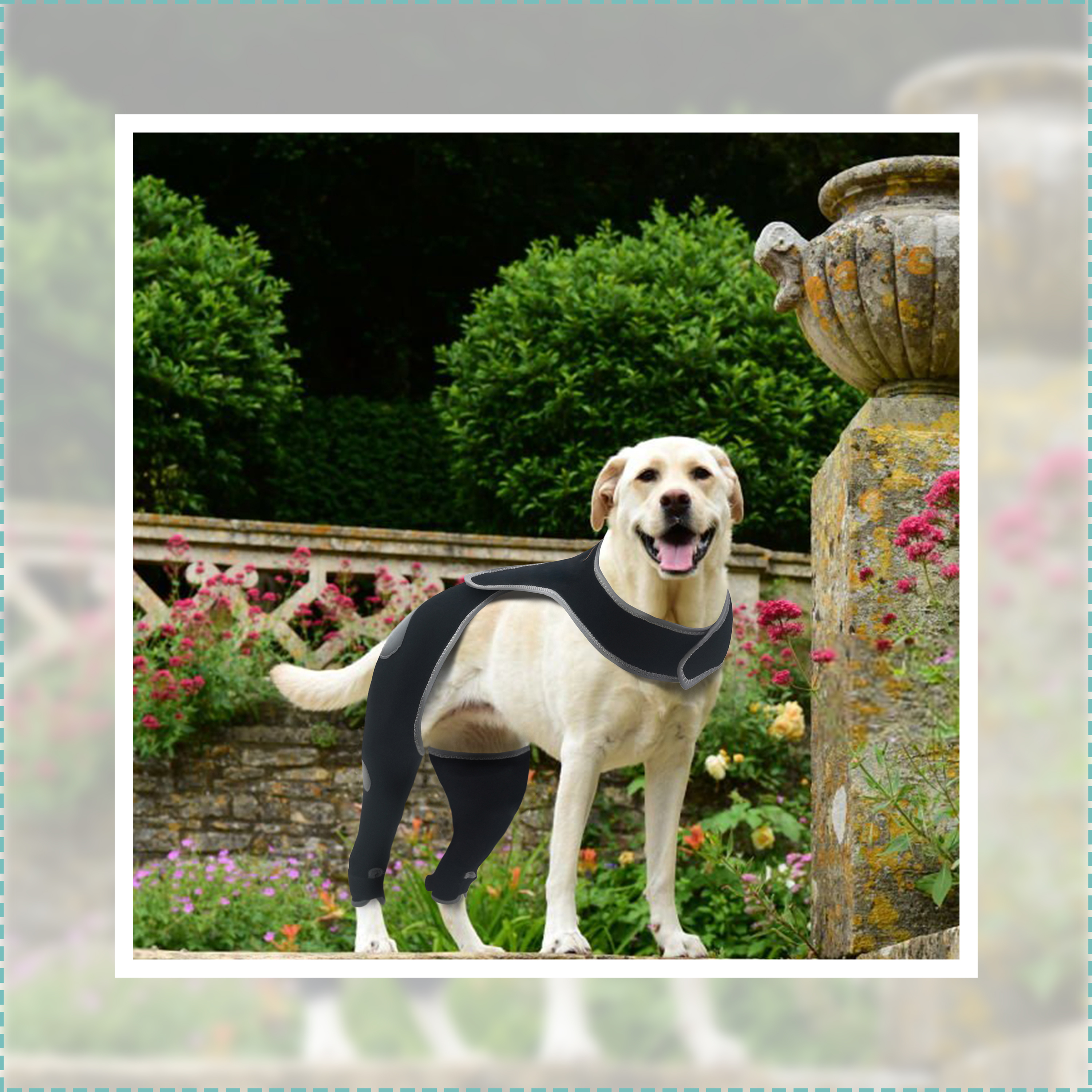 Dog Rear Leg Sleeve for Prevent Licking with Reflective Straps