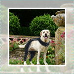 Dog Double Rear Leg Sleeves for Prevent Licking with Reflective Straps