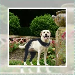 Dog Rear Leg Sleeve for Prevent Licking with Reflective Straps