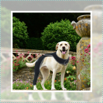 Dog Single Rear Leg Sleeves for Prevent Licking with Reflective Straps