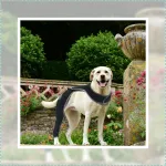 Dog Single Rear Leg Sleeves for Prevent Licking with Reflective Straps