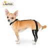 Chihuahua Leg Brace with Reflective Metal Support