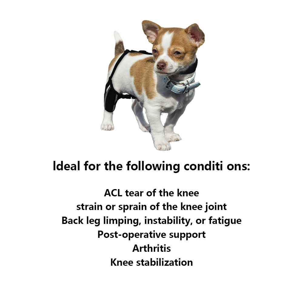 Chihuahua Leg Brace with Reflective Metal Support
