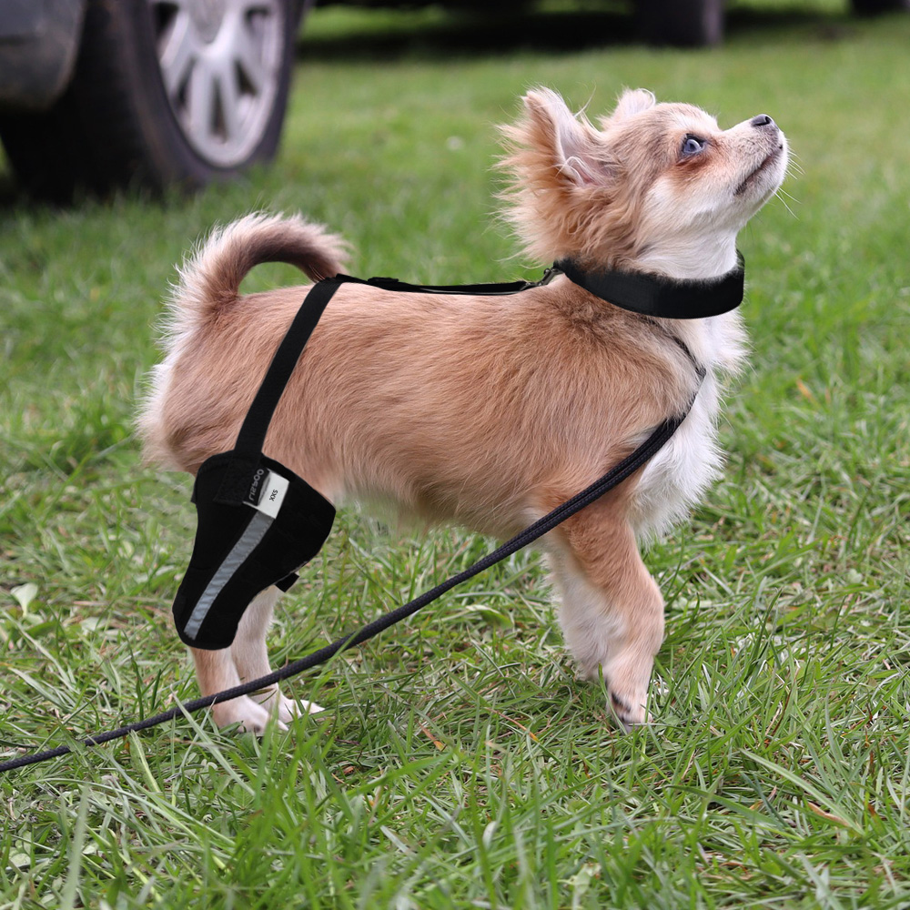 Chihuahua Leg Brace with Reflective Metal Support