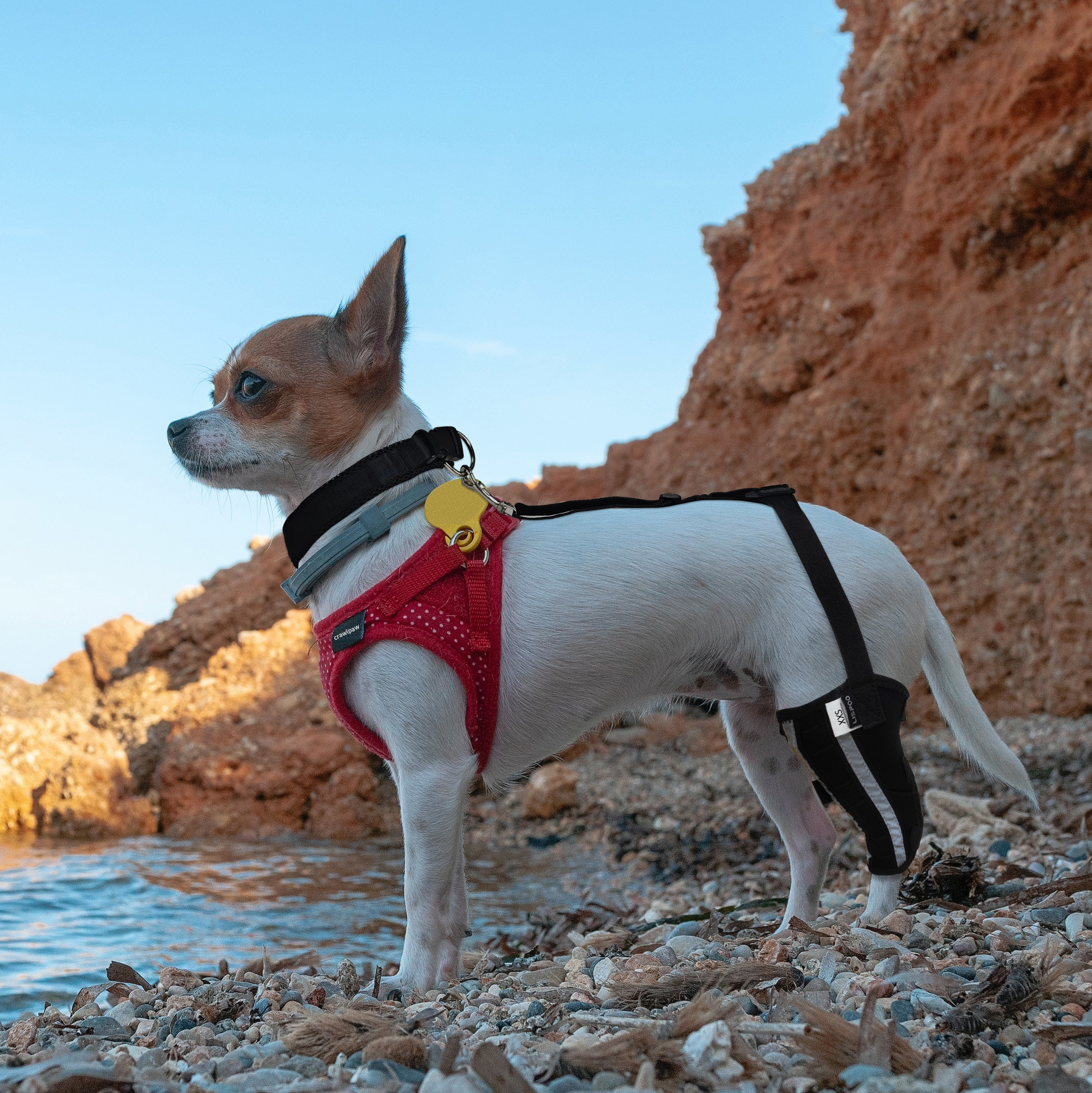 Chihuahua Leg Brace with Reflective Metal Support