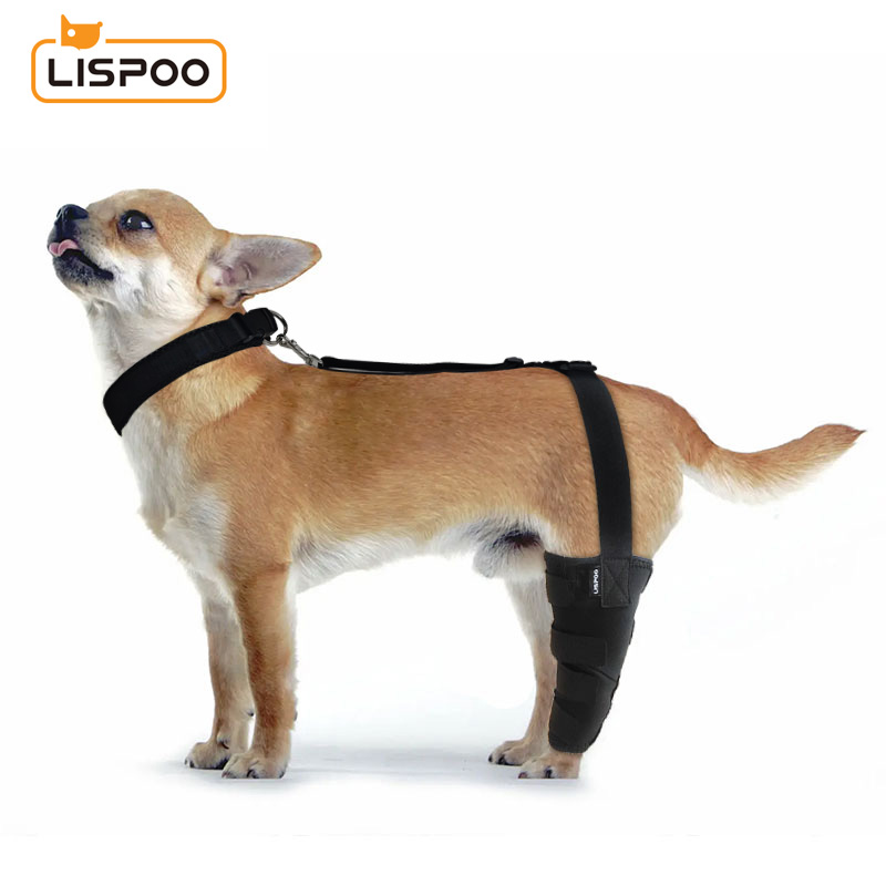 Chihuahua Luxating Patella Dog Brace