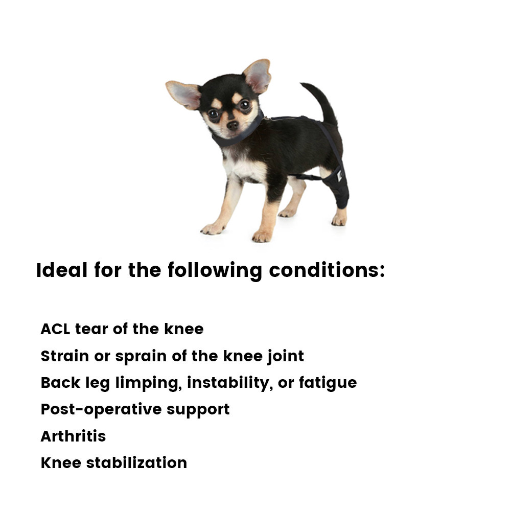 Chihuahua Luxating Patella Dog Brace