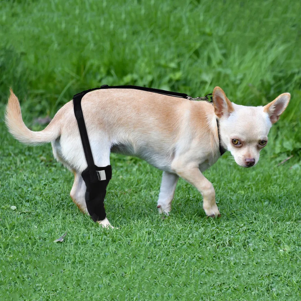 Chihuahua Luxating Patella Dog Brace Crawlpaw